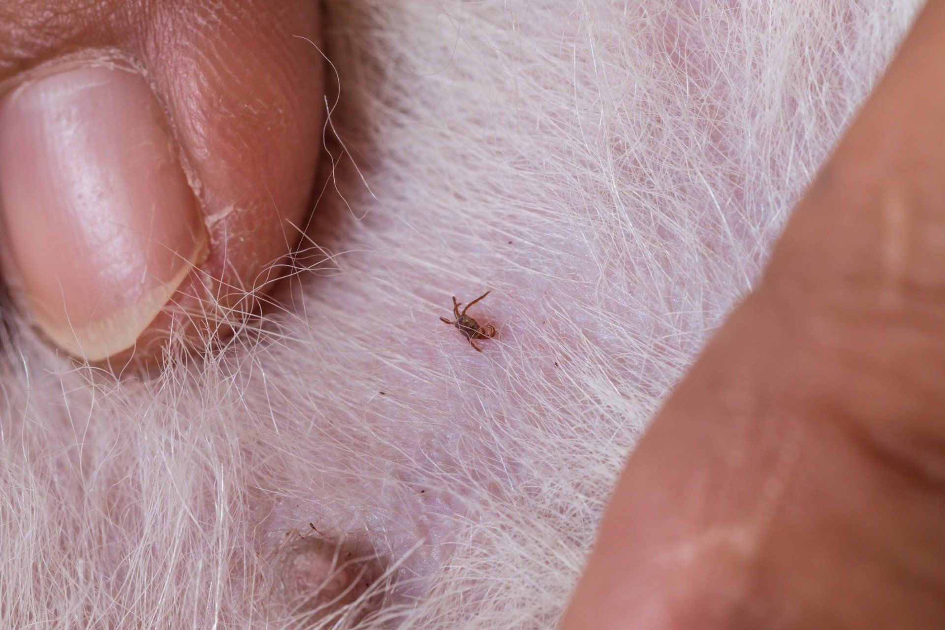 Parasite Prevention and Control -  Fleas infected in Mullica Hill, NJ