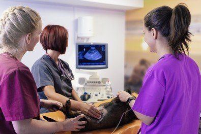 Ultrasound - Veterinary Team Doctors working. of a Dog in Mullica Hill, NJ Ultrasound - Veterinary Team Doctors working. of a Dog in Mullica Hill, NJ