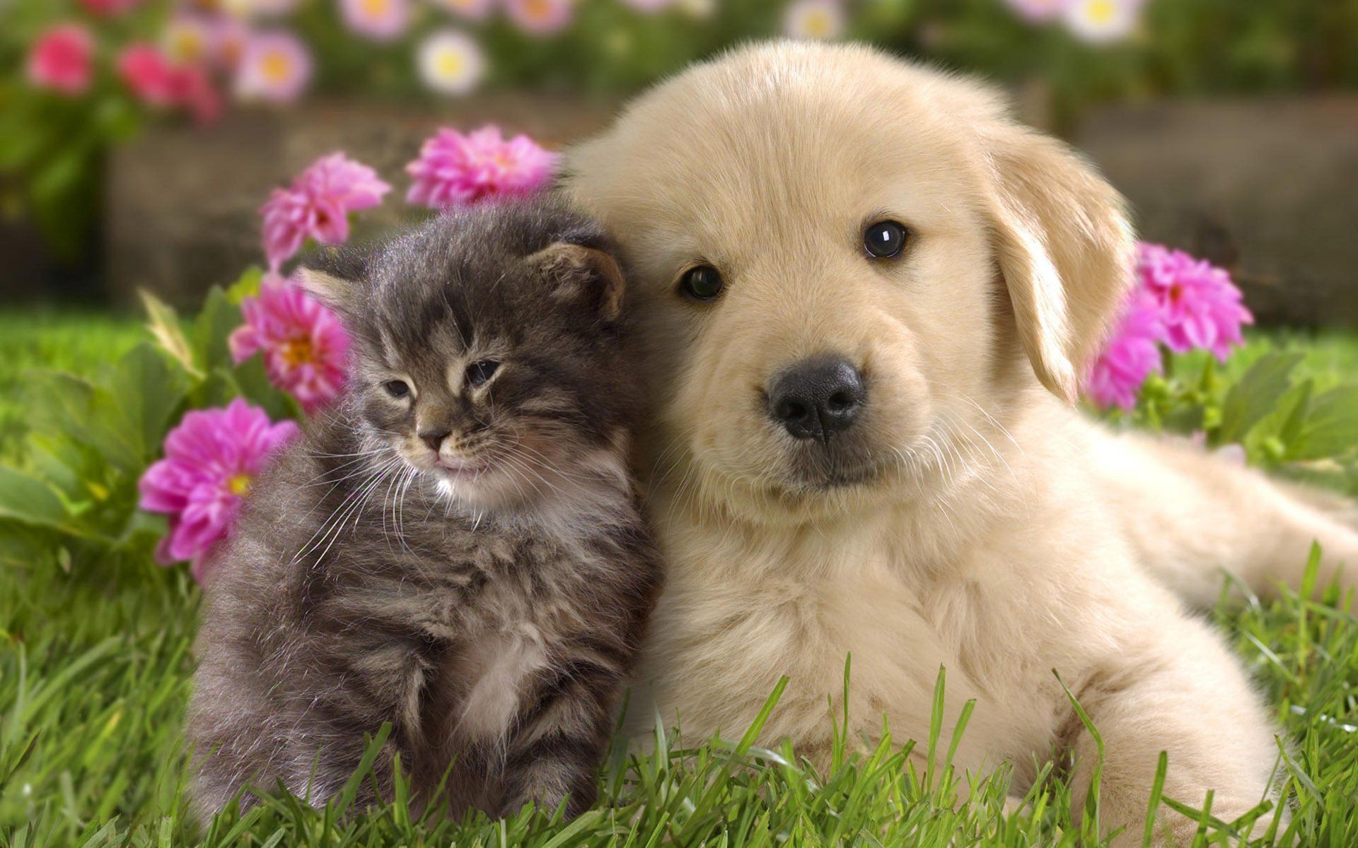 Puppy and Kitten Care - Puppy and Kitten in Mullica Hill, NJ Puppy and Kitten Care - Puppy and Kitten in Mullica Hill, NJ
