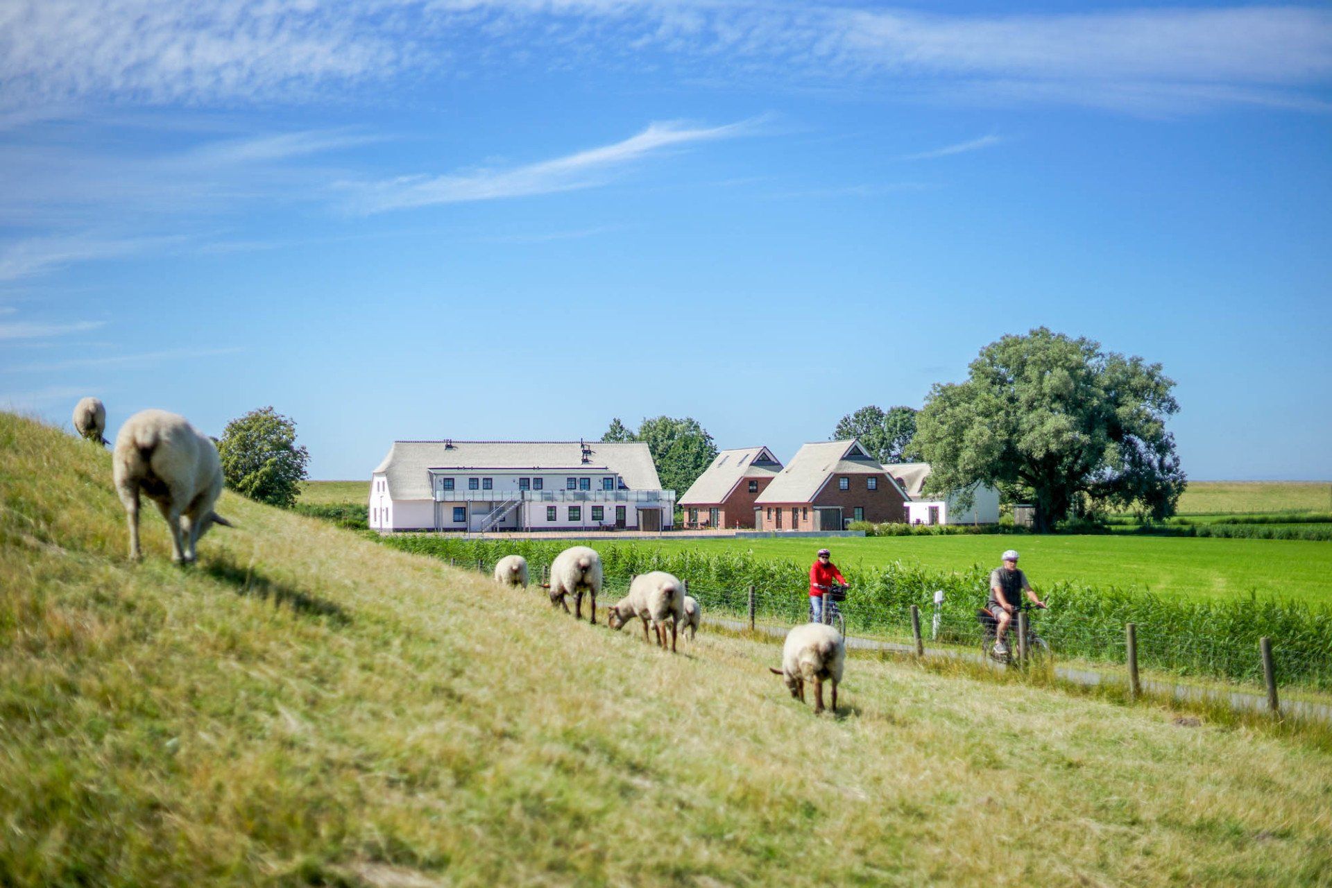 Schafe auf einem Deich mit Blick auf die Ferienhäuser im Hintergrund.