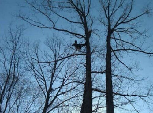Arborist at the Top of a Tree — Hazardous Tree Removal in Midlothian, VA
