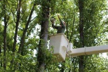 Arborists Cutting Branches — Tree Cutting in Midlothian, VA Arborists Cutting Branches — Tree Cutting in Midlothian, VA