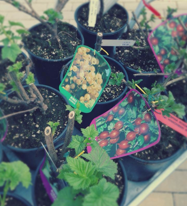 Vasetti di pomodori da terrazzo