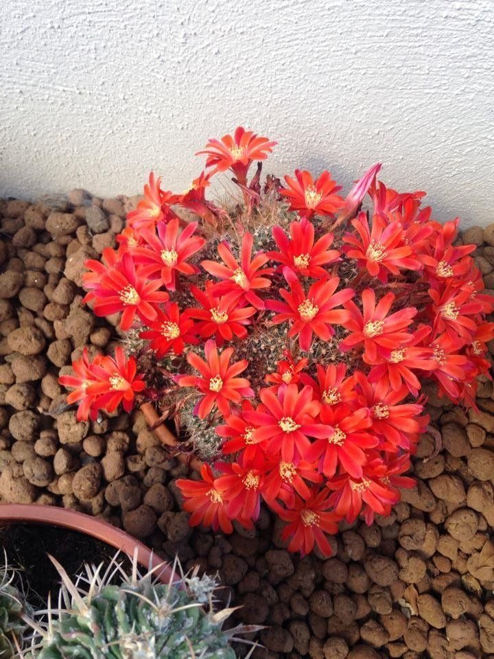 Un cactus fiorito
