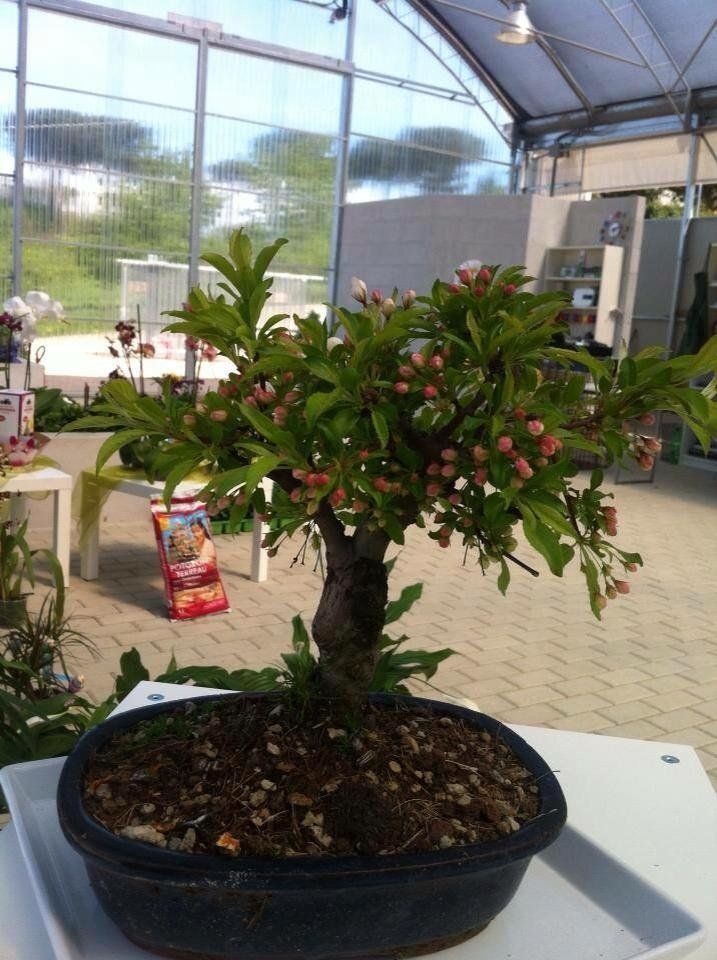 Un bonsai in vaso