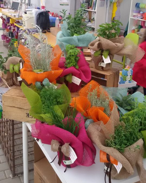 Piantine ornamentali da regalo