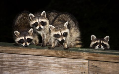 Guaranteed and trusted — Pest Control in Richmond, VA Guaranteed and trusted — Pest Control in Richmond, VA