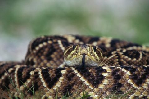 Snake Removal — Pest Control in Richmond, VA Snake Removal — Pest Control in Richmond, VA