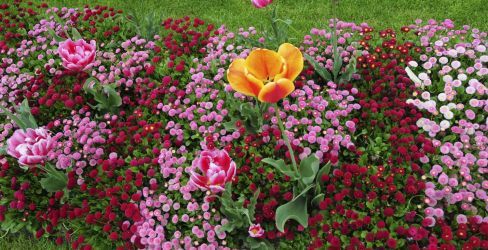 Our gardening services will have your garden looking beautiful