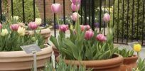 We'll make your garden look beautiful