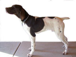 German Shorthair dog training Kennel