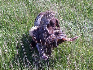 Hunting Dog Training kennel