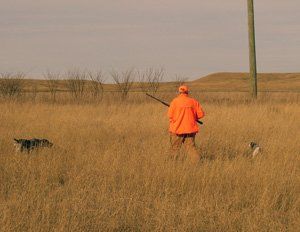 HUnting Dog Training kennel