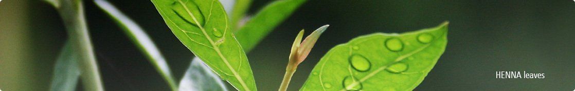 Enhance beauty with heena leaves