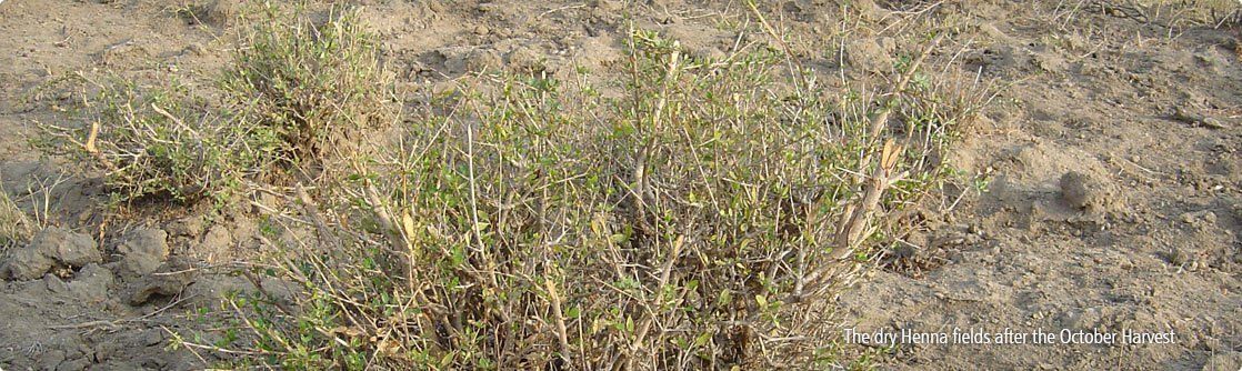 Dry heena field