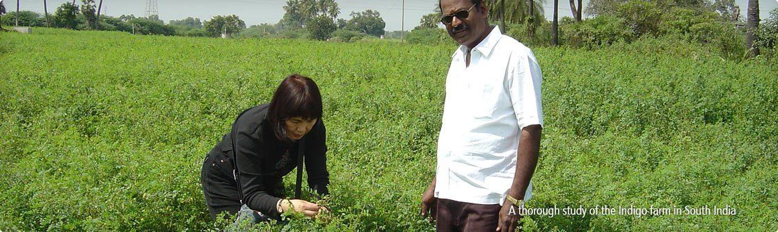 Inspecting indigo farm