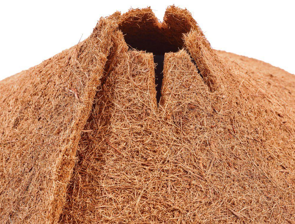 A close up of a coconut with a hole in it on a white background.