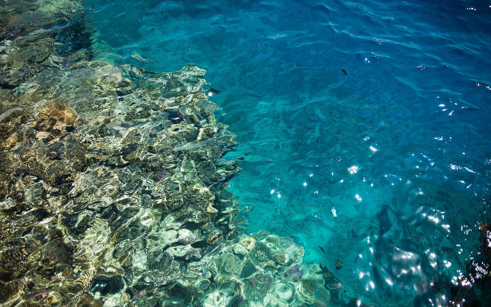 Snorkeling experience with colorful coral reefs and fish
