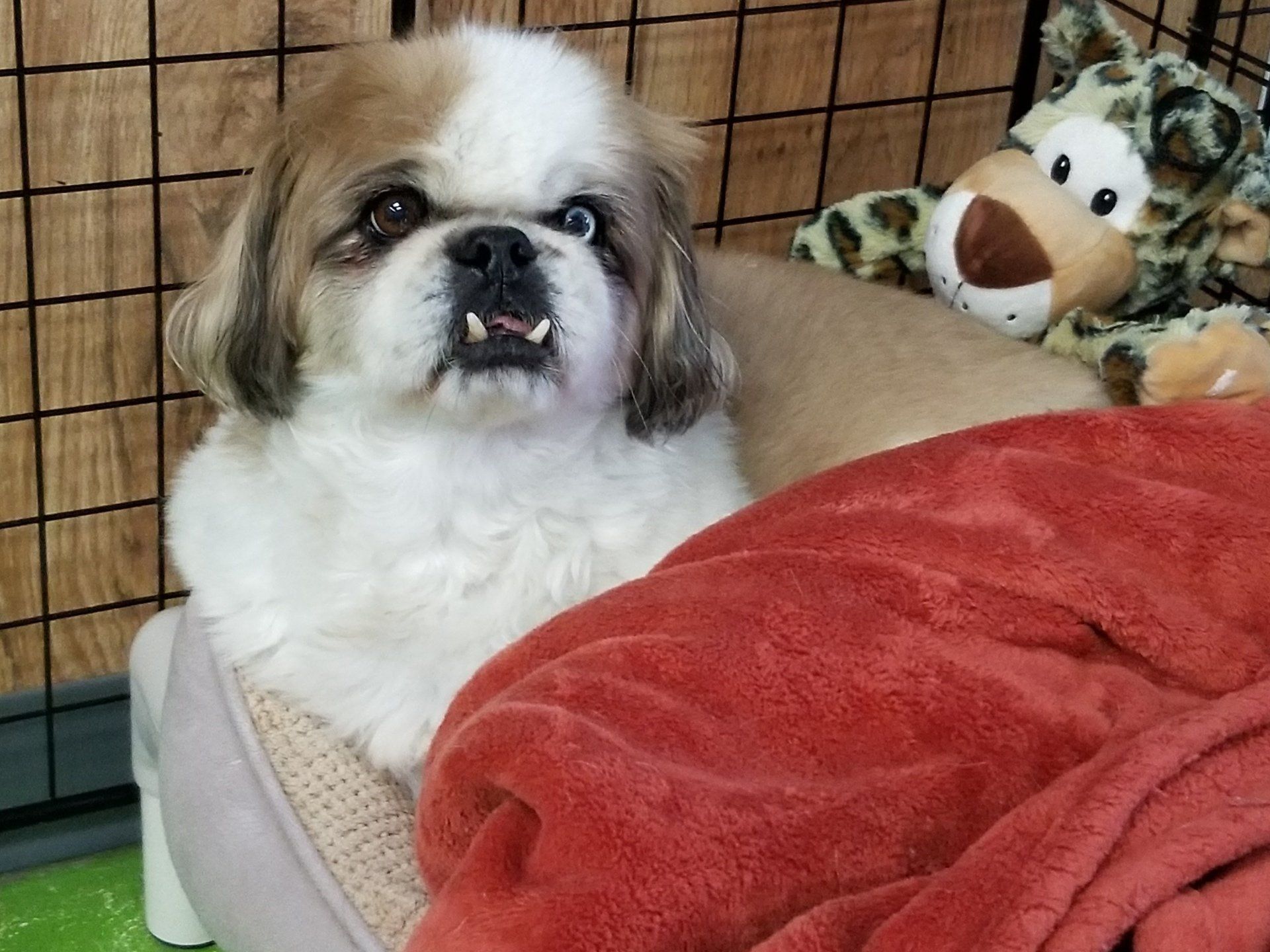 adorable-animal-bed