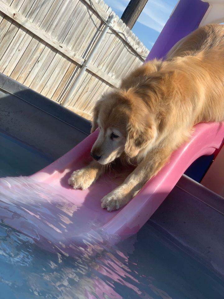dog-playing-toy