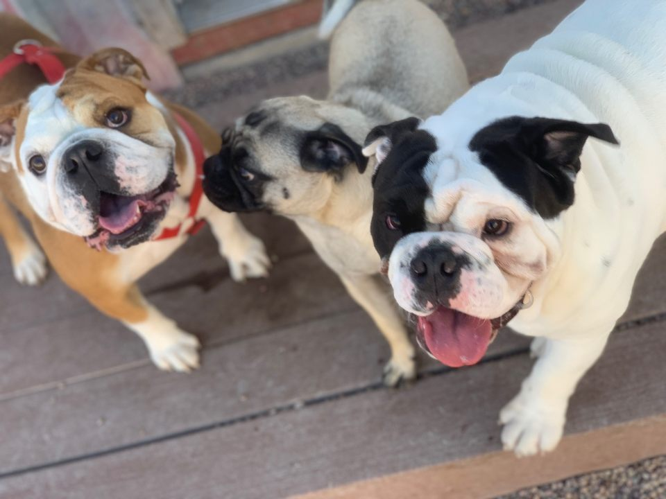 the-bow-wow-barn-facebook-photos-10