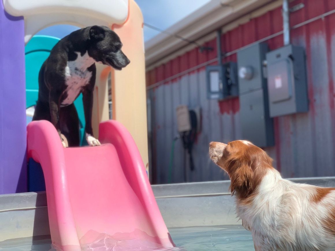 the-bow-wow-barn-facebook-photos-2