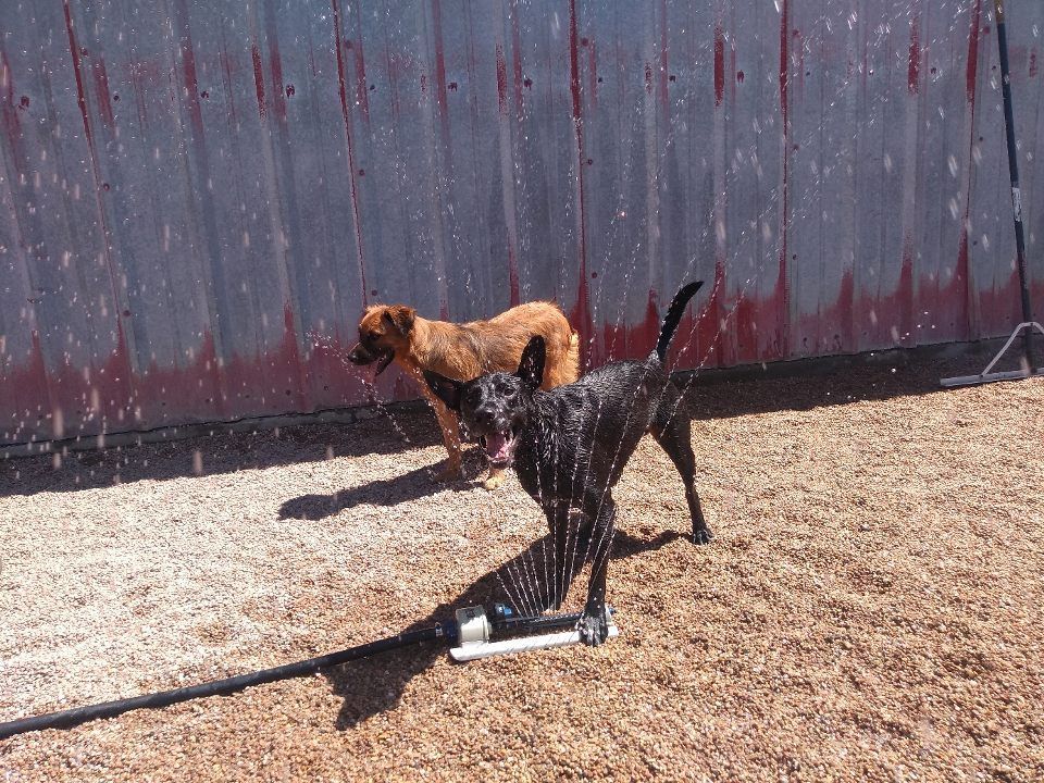 the-bow-wow-barn-facebook-photos-8