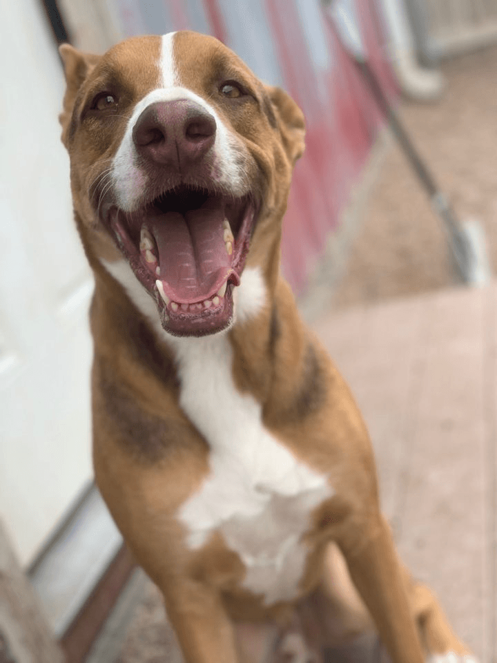 the-bow-wow-barn-facebook-photos-9