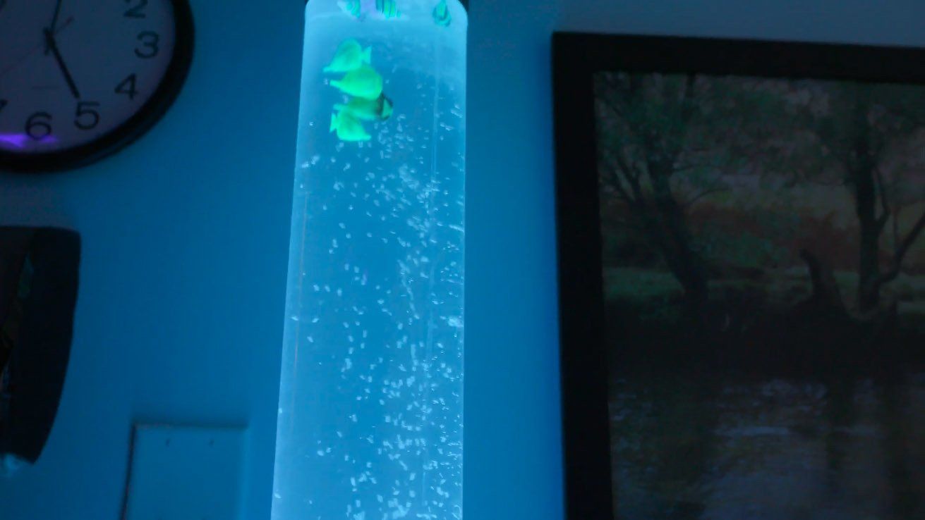 A frog is swimming in a blue lava lamp in a living room.