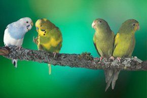 Pet foods - Melton Mowbray, Leicestershire - Buttercup Feeds - Birds