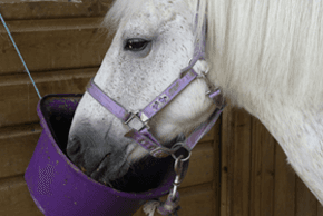 Pet food supplies - Melton Mowbray, Leicestershire - Buttercup Feeds - Horse