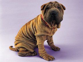 Animal feed - Melton Mowbray, Leicestershire - Buttercup Feeds - Dog Animal feed - Melton Mowbray, Leicestershire - Buttercup Feeds - Dog