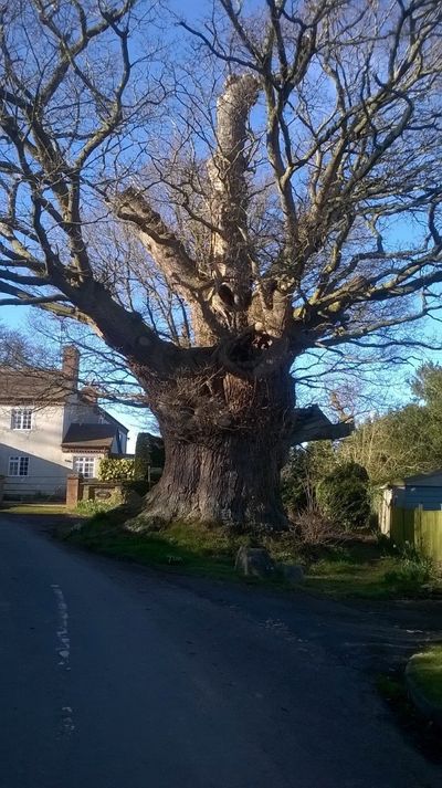 tree-surgery--cupar-blebo-tree-surgery--tree-surgery-Adam Reidi