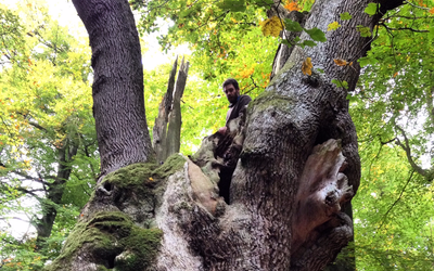 tree-surgery--cupar-blebo-tree-surgery--tomography