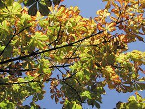 tree-services-cupar-blebo-tree-surgery--tree-services tree-services-cupar-blebo-tree-surgery--tree-services