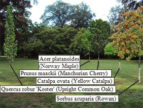 tree-surgery--cupar-blebo-tree-surgery--tree-surgery-Adam Reidi tree-surgery--cupar-blebo-tree-surgery--tree-surgery-Adam Reidi
