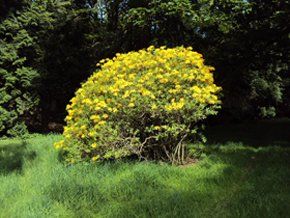 tree-surgery--cupar-blebo-tree-surgery--tree-surgery-Adam Reidi tree-surgery--cupar-blebo-tree-surgery--tree-surgery-Adam Reidi