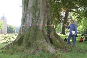 tree-surgery--cupar-blebo-tree-surgery--tree-surgery-Adam Reidi