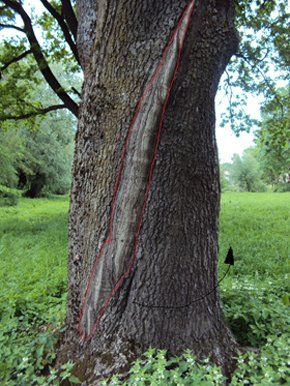 tree-surgery--cupar-blebo-tree-surgery--tree-surgery-Adam Reidi tree-surgery--cupar-blebo-tree-surgery--tree-surgery-Adam Reidi