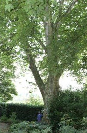 tree-surgery--cupar-blebo-tree-surgery--tree-surgery- tree-surgery--cupar-blebo-tree-surgery--tree-surgery-