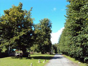 tree-surgery--cupar-blebo-tree-surgery--tree-surgery-Adam Reidi tree-surgery--cupar-blebo-tree-surgery--tree-surgery-Adam Reidi