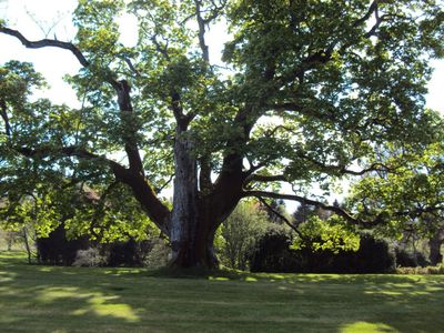 tree-surgery--cupar-blebo-tree-surgery--tree-surgery-Adam Reidi