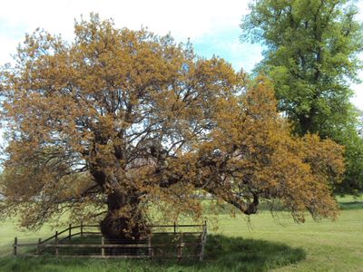 tree-surgery--cupar-blebo-tree-surgery--tree-surgery-Adam Reidi