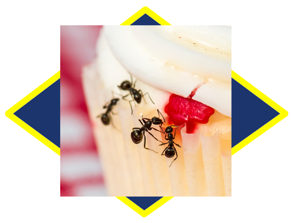 three black ants are crawling on top of a cupcake .