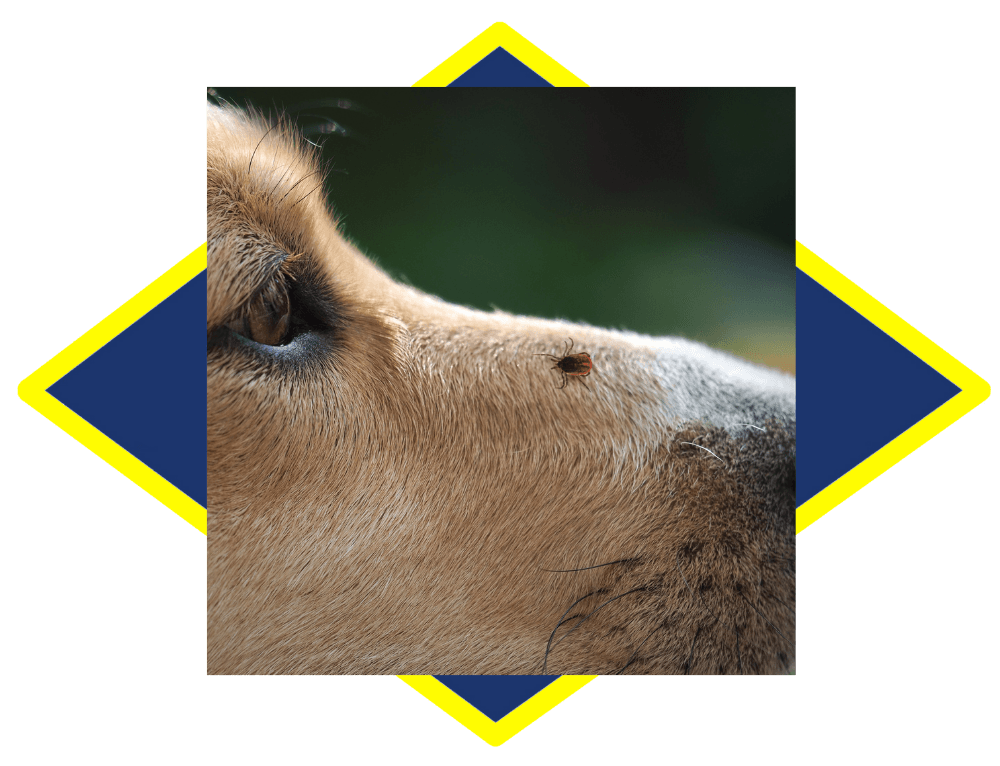 a close up of a dog 's nose with a tick on it .