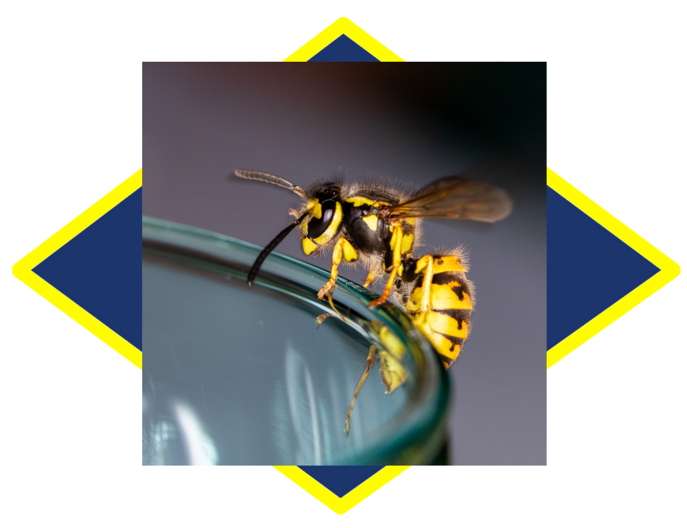 a wasp is sitting on the edge of a glass .