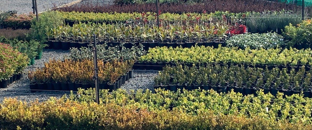 A large range of plants in our plant nursery