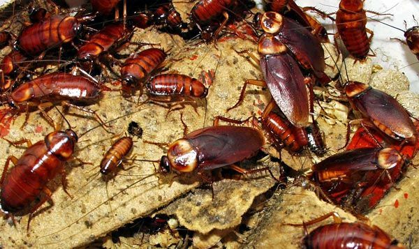 control de insectos