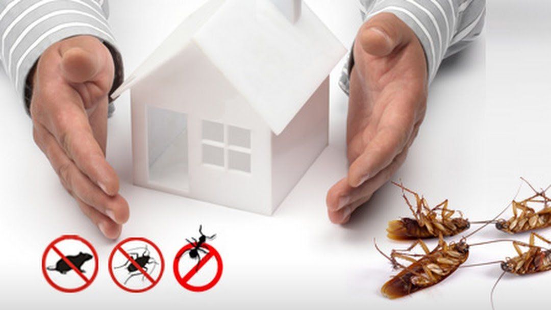 EPECO - Pest Control Ecuador Empresa de fumigación y control de plagas