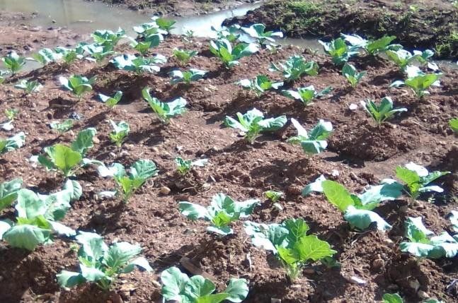A field of cabbage plants growing in the dirt